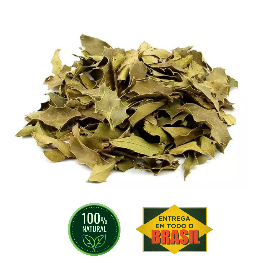 folhas puras de espinheira santa remedio caseiro para azia